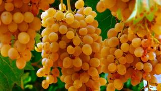 French Grape Varieties: Guide to Key Wine Grapes