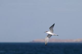 Wine Investment: A Guide to Buying Fine Wines