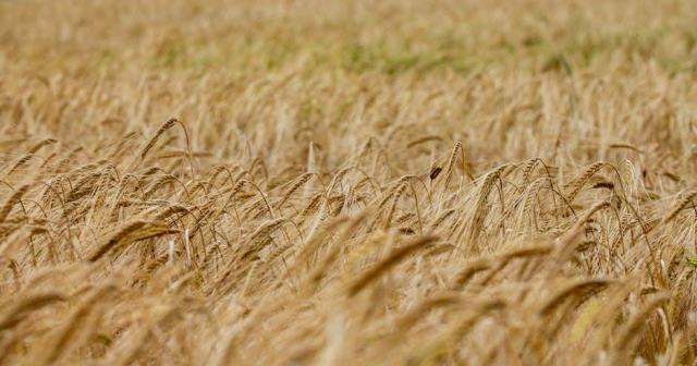 Organic Wines: Authentic Flavour with Environmental Respect